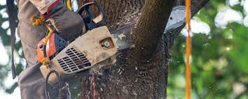 Best Tree Preservation Services  in Goleta, CA