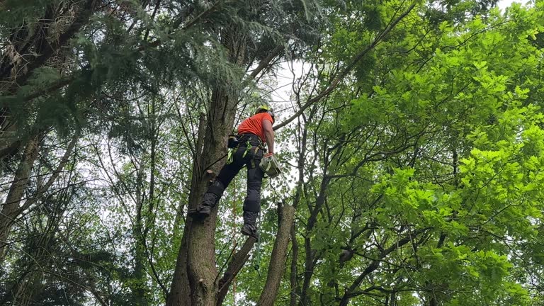 Best Tree Maintenance Programs  in Goleta, CA
